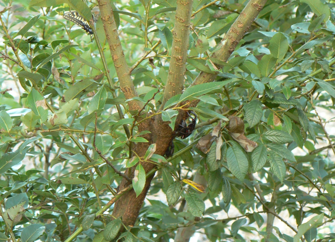 川縁のヤナギ 早朝_200815